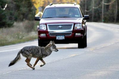 New York considers ban on cash prize contests for hunting coyotes, squirrels, some other wildlife