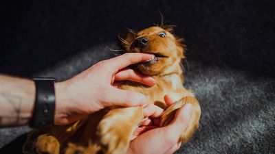 Worried your puppy is biting too much? Canine trainer debunks four myths about the common behavior