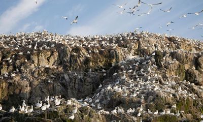 Avian flu outbreak confirmed at vital seabird colonies in Wales