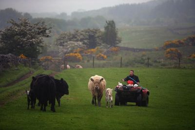 Post-Brexit trade deals could see Scots farm incomes drop and job losses, study shows
