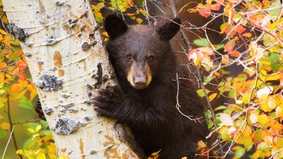 Camera-toting tourist harasses bear cub in Tetons despite warnings from NPS