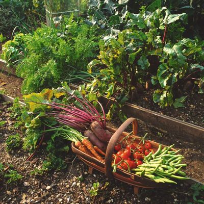 9 of the easiest vegetables to grow that are beginner-approved