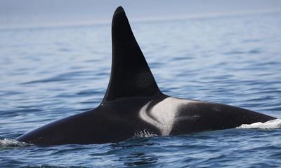 Post-menopausal killer whales defend their sons from aggressors, study finds