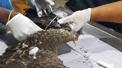 Bird trapped in nylon thread rescued by PFA in Mysuru