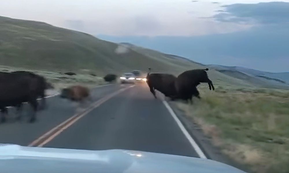 Yellowstone bison fight shows why rut should be taken…