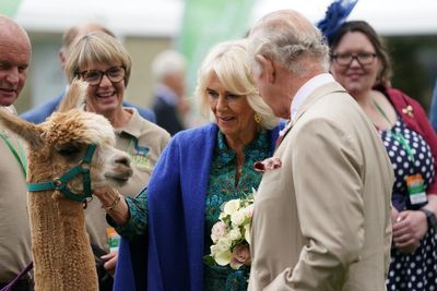 Charles and Camilla greeted by alpacas and a hungry goat
