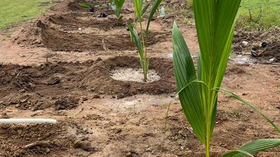 NHAI begins planting of coconut palm saplings along East Coast Road