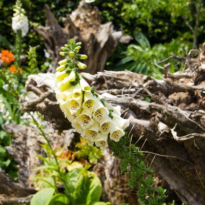 How we fell in love with the stumpery, aka this year's garden must-have