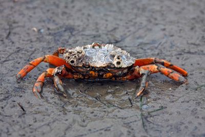 Just how dangerous are invasive species?