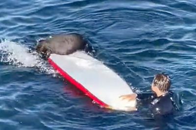 The sea otter harassing surfers off the California coast eludes capture as her fan club grows