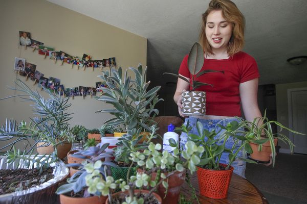 Are succulents the pets of the plant world?