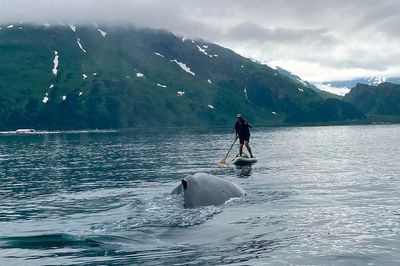 See how an Alaska paddleboarder escaped a close encounter with a humpback whale