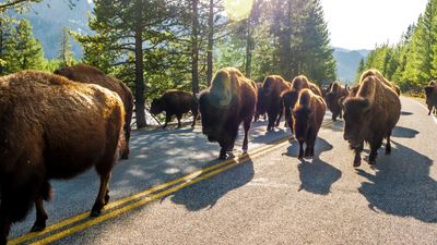 Yellowstone tourist blithely wanders into the middle of a herd of 2,000lb bison