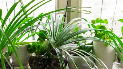 Experts share unusual but effective ways to keep you and your home cool in extreme heat