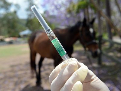 People examined after NSW horse dies of Hendra virus