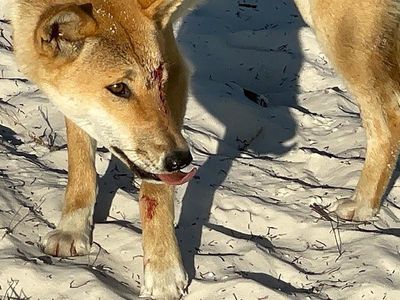 Rangers reject cull call as dingo pack attacks woman