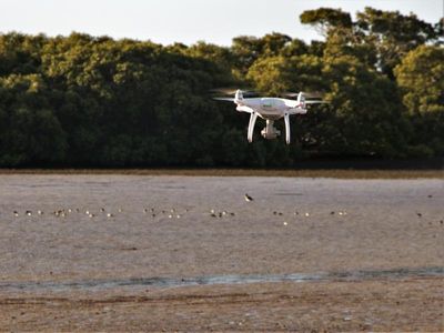 Drones a threat to critically endangered Aussie bird