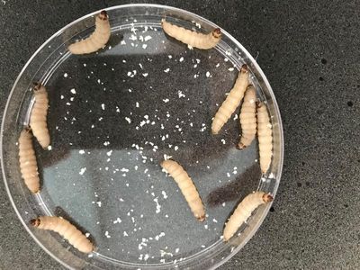 Very hungry caterpillars chow down on problem plastic