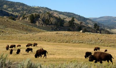 Woman gored by bison at Yellowstone reveals horrific injuries along with news she’s engaged