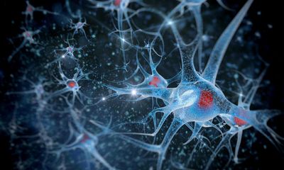 Australian DishBrain team wins $600,000 grant to merge AI with human brain cells