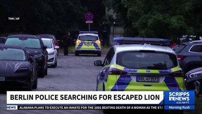 Berlin lion hunt called off as animal probably a boar, say authorities