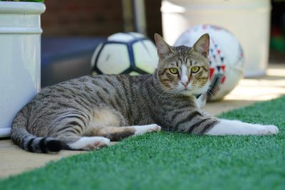 England mascot Dave the cat supporting Lionesses from his new home