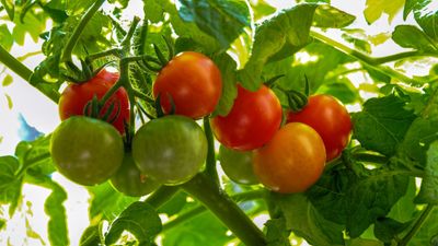 Tomato diseases – expert tips and techniques to help avoid and deal with common problems