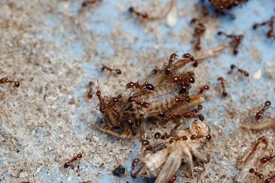 NSW at ‘extreme risk’ of fire ant invasion after nest discovered 5.5km from border