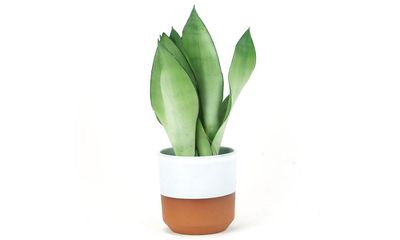 Houseplant of the week: silver snake plant