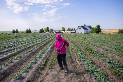 These farmworkers thought a new overtime law would help them. Now, they want it gone