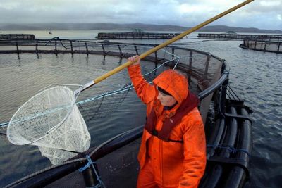 New salmon farming strategy in Scotland welcomed by industry leaders