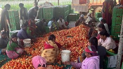 Farmer turns crorepathi by selling tomatoes