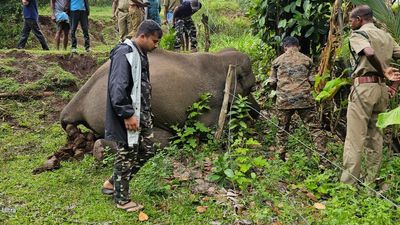 Juvenile tusker electrocuted in Attappady