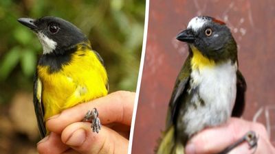 New Poisonous Bird Species Discovered In Papua New Guinea’s Jungles