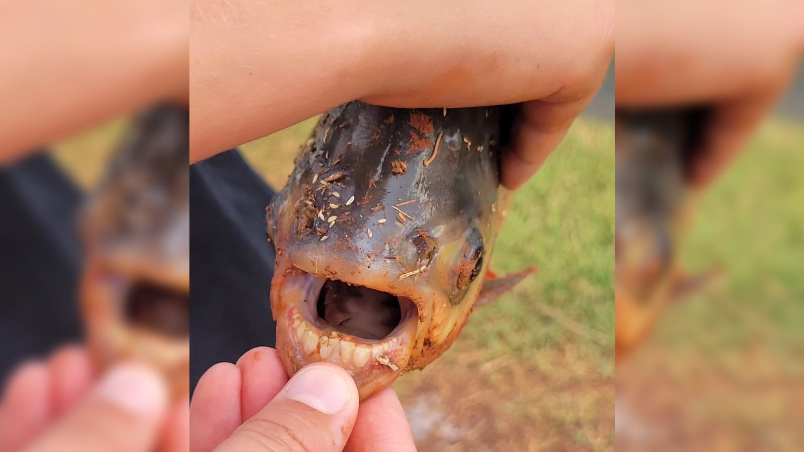 Rare Piranha-like Fish With 'human Teeth' Caught By…