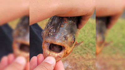 Rare piranha-like fish with 'human teeth' caught by young angler in Oklahoma