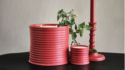 I'm a master perfumer: why is a tomato candle my favorite Loewe scent?