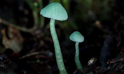 Puffballs and eyelash cups: searching for New Zealand’s curious fungi