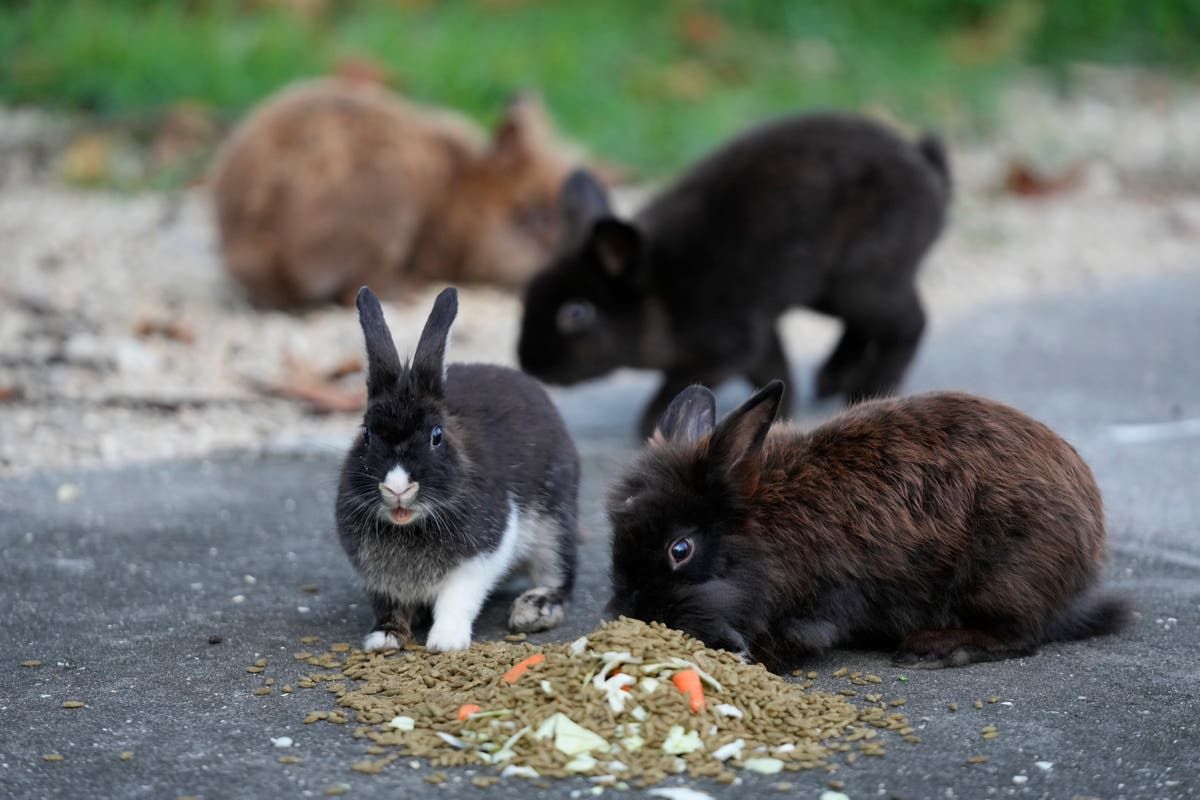 Domesticated rabbits are running loose in a Florida…