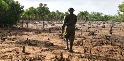 Kenya's logging ban has been lifted – it's a political decision and a likely setback for conservation