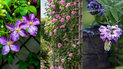 Best plants to cover a fence – 10 ways to disguise a fence with beautiful flowers and foliage