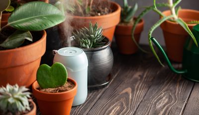 Do you really need a humidifier for your indoor plants? Experts agree on whether - and when - this kit is worth it