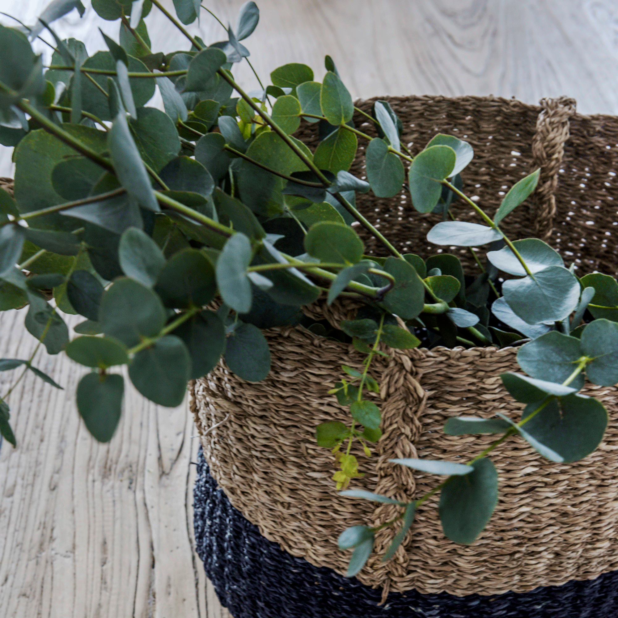 Don’t bother buying a brand new plant - this is how to propagate eucalyptus at home
