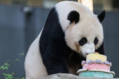 Watch as giant panda celebrates 25th birthday with cake at Washington’s National Zoo