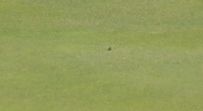 The British Open was completely (and hilariously!) taken over by a Natterjack toad and it was the best