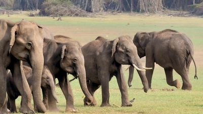 Opinion split over move to merge Project Tiger and Project Elephant