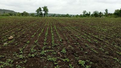 Kharif sowing covered on 97% of targeted area in Bidar district