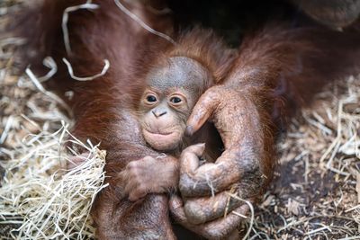 ‘Very special’ orangutan born which could spark new generation of the species