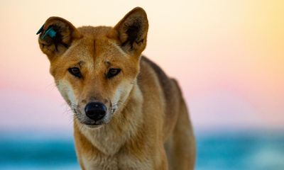 Tourists taking selfies and feeding dingoes blamed for rise in K’gari attacks