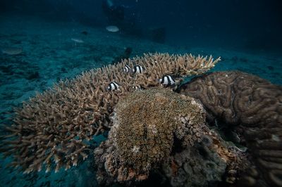 Can “Coral Probiotics” Help Solve a Major Planetary Crisis? An Expert Explains